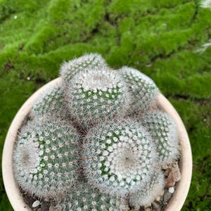 Puede incluir: Primer plano de un cactus en maceta con varios cactus redondos y verdes. Cada cactus está cubierto de pequeñas espinas blancas y tiene una parte superior blanca y difusa. La maceta es de color beige claro, sobre un fondo de musgo verde brillante.