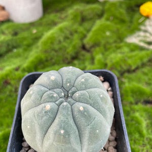 May include: A small, round, green succulent plant with white spots, potted in a black square container filled with small pebbles. The plant has a ribbed texture and is set against a backdrop of green moss.