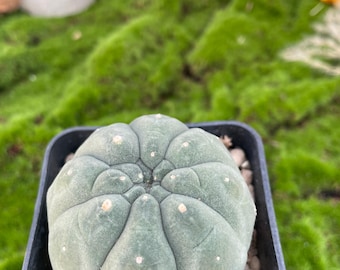 Matucana madisoniorum Albiflora | 2 Inch Ultra Rare Cactus | Prized for Large, Glowing White Flowers