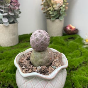 May include: A small, potted cactus with a round, purple top and a green base. The cactus sits in a light pink, diamond-patterned ceramic pot filled with soil and small rocks. The background includes other potted plants and green moss.