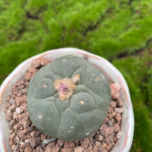 Echinopsis oxygona | 2 Inch Easy Bloom Cactus | Large Pink Flower 'Easter Lily Cactus'