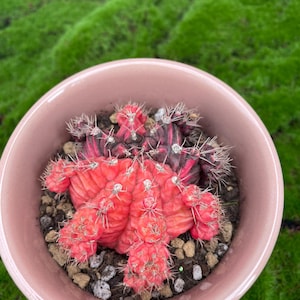 Può includere: Un cactus rosso e viola vibrante con spine appuntite, piantato in un vaso di ceramica rosa chiaro. Il cactus è circondato da piccoli ciottoli e terra. Lo sfondo è muschio verde.
