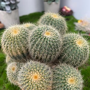 Echinocactus Grusonii Hildm | 5 Inch Multi-Head Cluster | Rare Clumping Form, Majestic Display