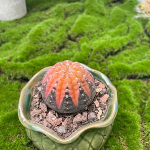 Gymnocalycium ragonesei
