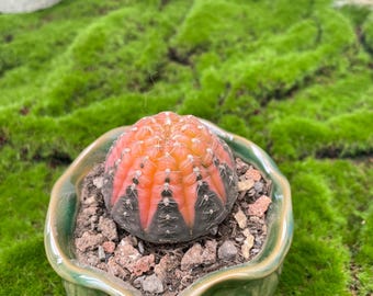Gymnocalycium ragonesei