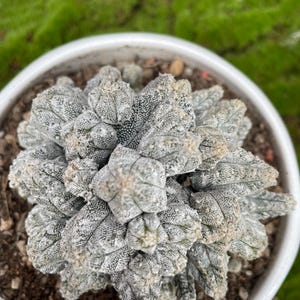 Astrophytum myriostigma var. columnare – 4" Columnar Bishop’s Cap | Tall, Cylindrical Form with White Flecks