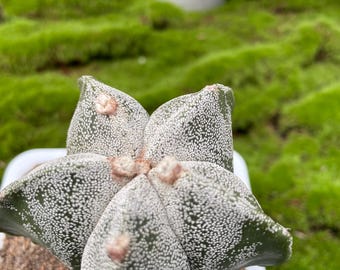 Bishop's Cap Cactus | 3 inch | Astrophytum Myriostigma | Live Cactus Plant | Rare Cactus | Unique Cactus
