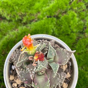 May include: A potted succulent plant with green and purple leaves and small orange and red flowers. The plant is in a light gray ceramic pot, set against a backdrop of green moss.