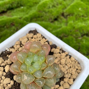 May include: A succulent plant with translucent, rounded leaves in shades of green and pink, potted in a white square container. The plant is surrounded by small, light brown pebbles. The background features green moss.