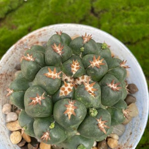 Dick cactus - Etsy sterreich