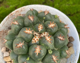 Gymnocalycium unguispinum | 4 Inch Live Cactus | Thick, Claw-Like Central Spines