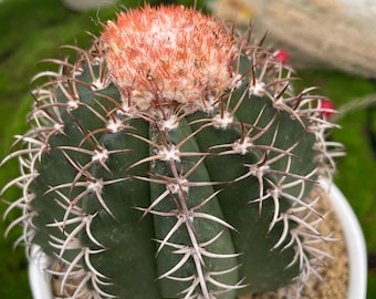 cute cactus tattoo Cactus Temporary Tattoo