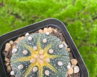 Astrophytum myriostigma | 5 cm großer lebender Kaktus | Natürliche weiße Sprenkelung auf sternförmigem Körper