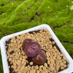 2インチの赤い割れ岩多肉植物 | Pleiospilos nelii ‘Rubra’ | 希少なルビー色の生きた石