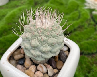 Copiapoa Cinerea Chilean Rare Cactus Live Rooted Plant (grafted