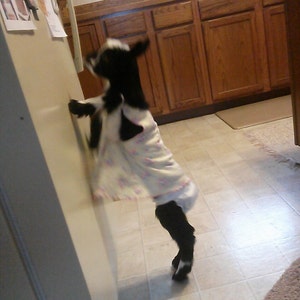May include: A black and white goat wearing a white dress with a pink floral pattern, standing on its hind legs and leaning against a white fridge. The goat is in a kitchen with wooden cabinets and a tiled floor.