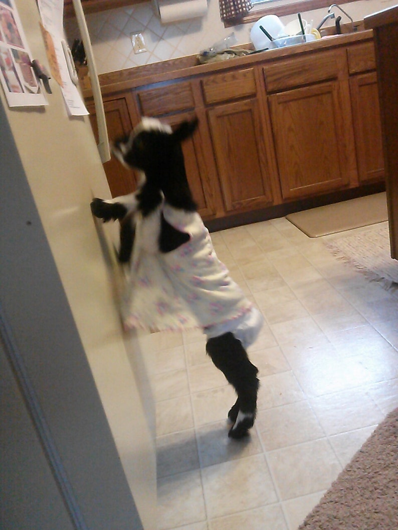 May include: A black and white goat wearing a white dress with a pink floral pattern, standing on its hind legs and leaning against a white fridge. The goat is in a kitchen with wooden cabinets and a tiled floor.