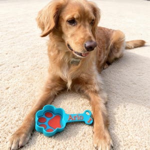 May include: A golden retriever dog lies on a cream carpet, with a blue and red paw-shaped dog bowl that reads "Arlo". The dog wears a tag on its collar. The dog bowl is a fun pet accessory.