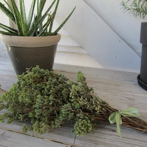 May include: A bundle of fresh green herbs tied with a light green ribbon, resting on a weathered wooden surface. A potted aloe vera plant and another potted plant are in the background.