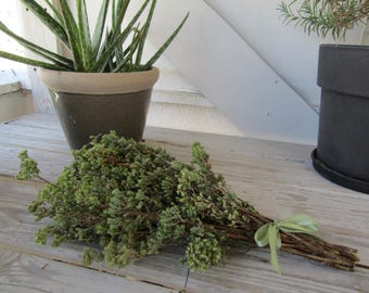 Greek Oregano Bunch, Hand-Harvested and Sun-Dried Origanum heracleoticum from Greece, Natural Culinary Herb