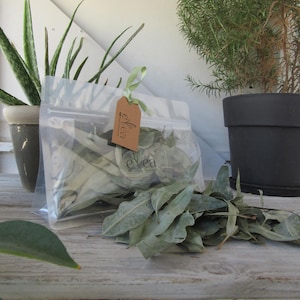 May include: A clear plastic bag filled with dried leaves, labeled with a brown tag that reads "evea". A small pile of leaves sits in front of the bag. Plants in pots are in the background.