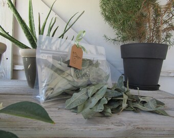 Dried Eucalyptus Leaves, Natural Aromatic Herb, Smudging, Bath Soaks
