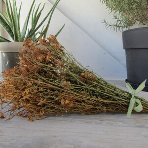 May include: A bunch of dried St John's Wort, with brown and green stems and small, dried orange flowers. The bundle is tied with a light green ribbon. Potted plants are in the background.