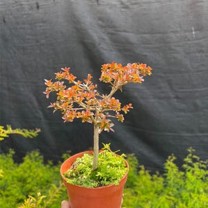 Enchanting Portulacaria Afra Variegata: Allure Jade Dance Plant