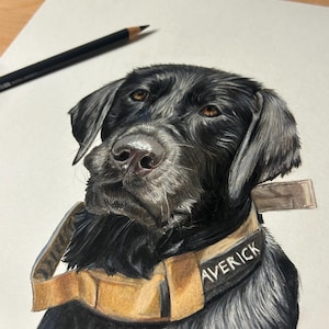 Pet Portrait Colored Pencil