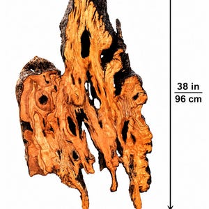 May include: A large piece of natural driftwood with a dark, rough bark exterior and a smooth, light orange-brown interior featuring organic holes and intricate wood grain patterns. It measures 38 inches in height and 19 inches in width.