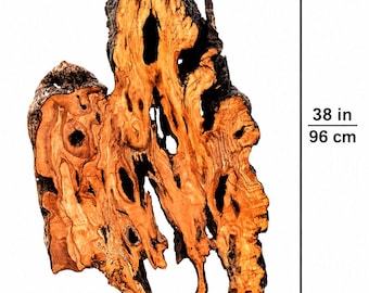 May include: A large piece of natural driftwood with a dark, rough bark exterior and a smooth, light orange-brown interior featuring organic holes and intricate wood grain patterns. It measures 38 inches in height and 19 inches in width.
