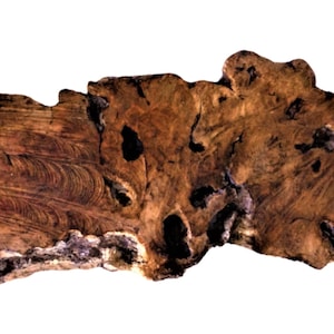 Large Olive Wood Root Slice: Live Edge Slab for Coffee Table (39x14 inc.)