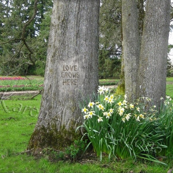 Love Grows Here, Daffodils and Trees setting, Digital Tree Carving, Instant digital download, Color, Encouragement, Gift