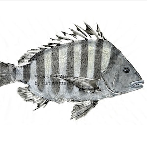 Crab-Crushing Barnacle Buster, 14 X 18 Sheepshead Gyotaku Print, Coastal Art, Nautical Decor, Gift for Fishermen, Convict Fish, Mancave Art