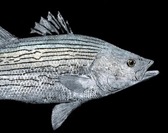 Striped Bass Gyotaku Print:  Reproduction of original fish rubbing