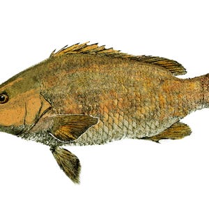 Mangrove Snapper Fish Art Print, Gyotaku Reproduction from Original Fish Rubbing, Signed by Artist