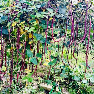 Red Yard Long Bean Seeds – Florida Grown, Heirloom Asian Long Bean, Non-GMO, Hand Harvested, Great for Southern Gardens