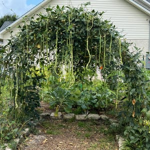 Florida Grown, Green Yard Long Bean Seeds – Heirloom, Non-GMO, Asian Long Bean, Hand Harvested, Organic Garden Favorite