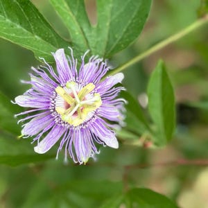 Blue Passionflower Vine Cuttings – Tropical Beauty | Certified Florida Nursery | Passiflora coccinea