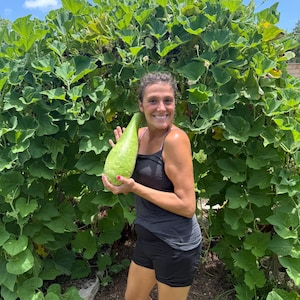 Bottle gourd seeds - Opo - Calabash - grown and harvested on our Florida Farm