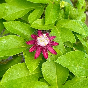 Red Passionflower Vine Cuttings – Tropical Beauty | Certified Florida Nursery | Passiflora coccinea
