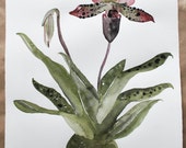 Botanical Watercolor Art-Lady slipper Orchid Kokedema- LARGE Original 16x20 Painting by Sarah Rose Storm