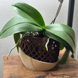 May include: An orchid plant in a decorative brown pot with a beige base. The plant has large, green leaves and visible roots. The pot has a lattice design. The plant sits on a wooden surface.