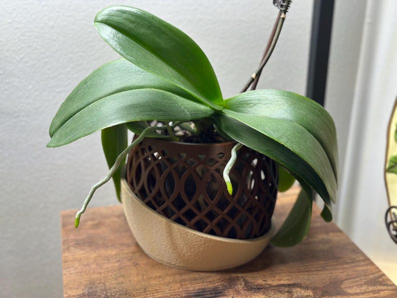 May include: An orchid plant in a decorative brown pot with a beige base. The plant has large, green leaves and visible roots. The pot has a lattice design. The plant sits on a wooden surface.
