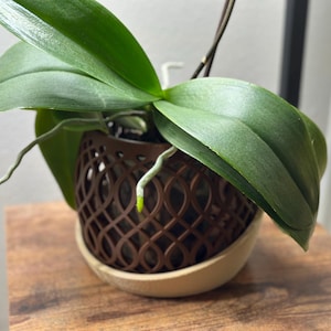 May include: A potted orchid with large, green leaves and visible roots. The plant is in a brown, decorative pot with a lattice design, sitting on a wooden surface. The pot is placed on a light-colored saucer.