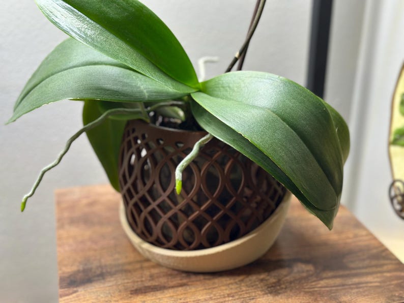 May include: A potted orchid with large, green leaves and visible roots. The plant is in a brown, decorative pot with a lattice design, sitting on a wooden surface. The pot is placed on a light-colored saucer.