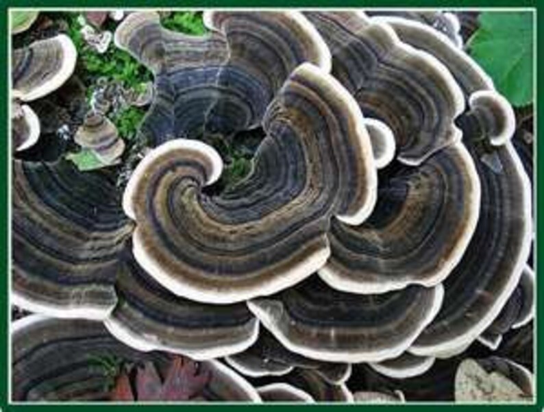 Turkey Tail Mushroom Growing Kit for Terrariums Medicinal Tea Etsy