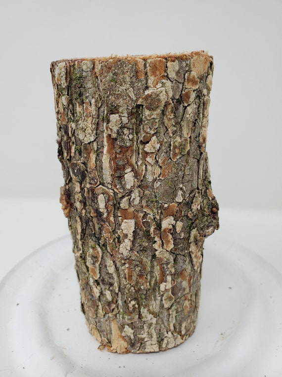 5 Inch Turkey Tail Mushroom Growing Habitat Log Pre Inoculated organic