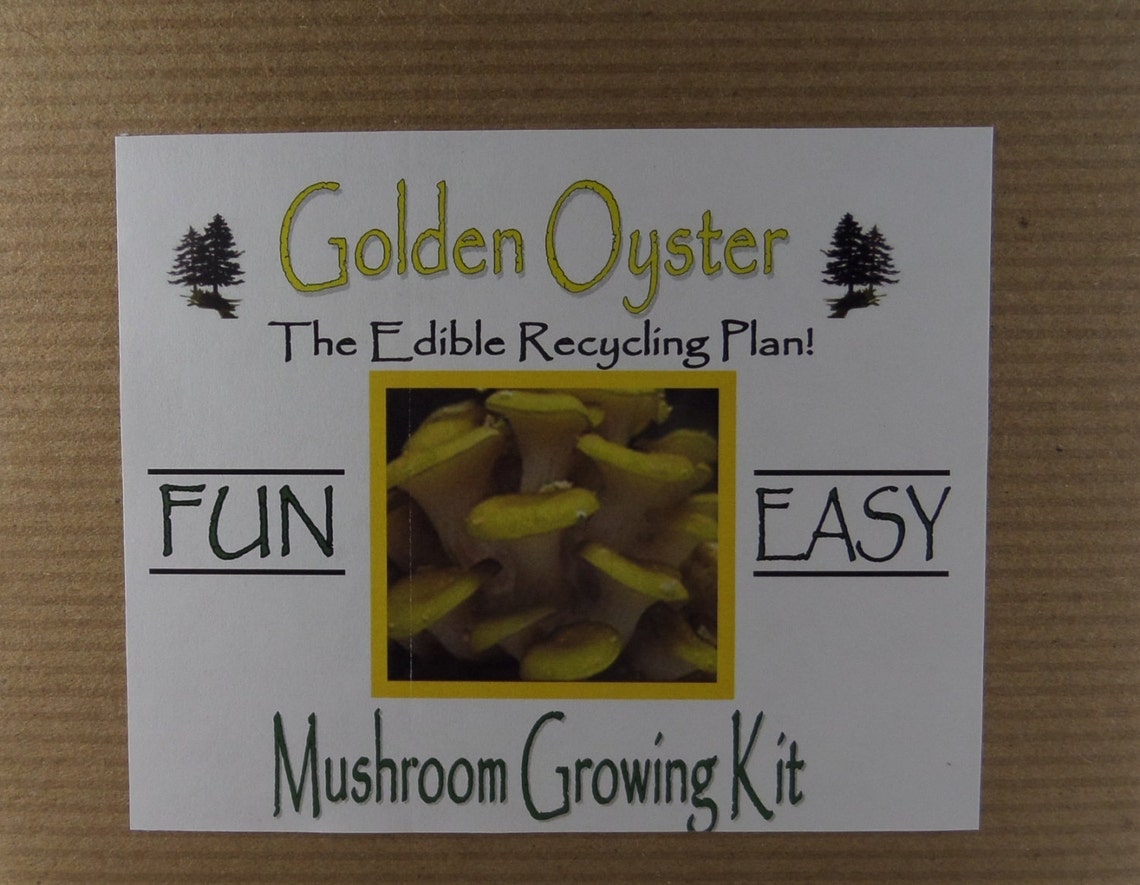 golden oyster mushroom growing paper tissue kit project etsy