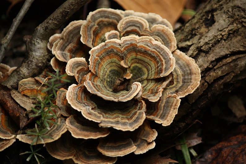 Turkey Tail Mushroom Growing Habitat Log Pre Inoculated kit Etsy